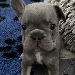 Nyxie - Liver French Bulldog puppy in Cape Coral, Florida from Happy French Bulldogs