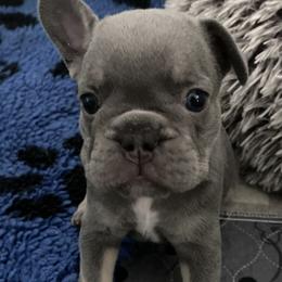 Nyxie - Liver French Bulldog puppy in Cape Coral, Florida from Happy French Bulldogs