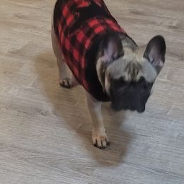 "Jasmine" French Bulldog Puppies from Fancy Frenchies