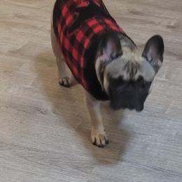 "Jasmine" French Bulldog Puppies from Fancy Frenchies