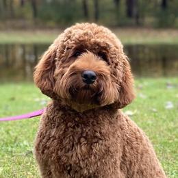 Millie - Australian Labradoodle