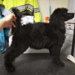 Chihuahua and Poodle Puppies from October Glory Standard Poodles