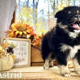 Pomsky Puppies from Blue Ridge Pomsky