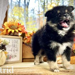 Pomsky Puppies from Blue Ridge Pomsky