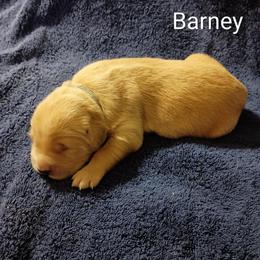 Barney - Golden male Golden Retriever puppy in Fort White, Florida from Triple-s-kennel
