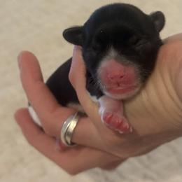 Sake - Black and white female Chinese Crested puppy in Dublin, California from Show Style Chinese Cresteds