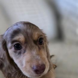 Cookie - Dapple female Dachshund puppy in Evansville, Indiana from Pixie Dust Dachshunds