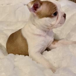 Girl 1 - Boston Terrier puppy in George West, Texas from Duke of Earl’s Boston Terriers