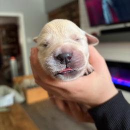 Faith (Yellow) - Light golden female Golden Retriever puppy in Jacksonville, Florida from River City Golden Retrievers