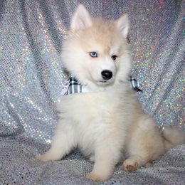 Flounder - Silver and white male Pomsky puppy in Centerville, Iowa from LJ Kennels Pomskies, LLC
