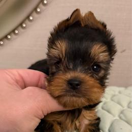 Miguel - Blue and gold male Yorkshire Terrier puppy in San Diego, Temecula, Ontario, California from Yorkie & Maltese Royalty