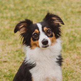 Allie - Toy Australian Shepherd