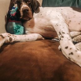 German Shorthaired Pointer All Grown Up from Southern Lands Kennels