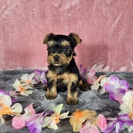 PUP 5 - Black and tan female Yorkshire Terrier puppy in Polk City, Florida from Yorkies by Casey