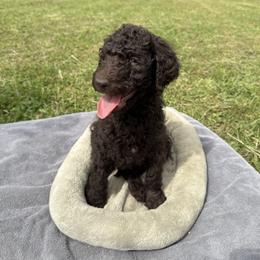 Poodle Puppies from Wilkins Farm
