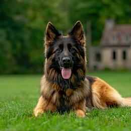 German Shepherds from Vom haus Carturan