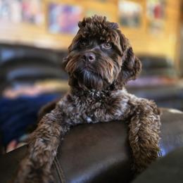 Allie - Cockapoo