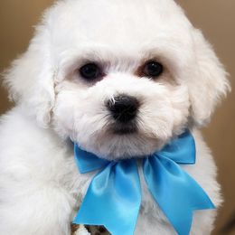 Bichon Frise puppies from Fairspride Bichon Frises