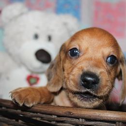 Boy 5 - Red male Dachshund puppy in Craig, Colorado from Rocky Mountain Shih Tzus and Dry Creek Miniature Dachshunds