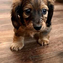 Dachshunds from Duckett Lane Dachshunds