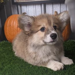 Basset Hound and Pembroke Welsh Corgi Puppies from 4 Sail Quarter Horses and Corgis