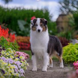 Ellen - Australian Shepherd