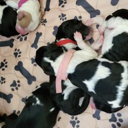 Australian Labradoodle and Labradoodle Puppies from Tyson's Farm Labradoodles