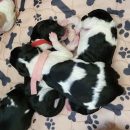 Australian Labradoodle and Labradoodle Puppies from Tyson's Farm Labradoodles