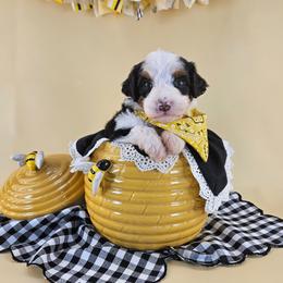 Sunny - Tri-color male Bernedoodle puppy in Mckinney, Texas from M2 Bernedoodles