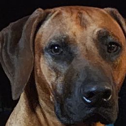 TYRION - Rhodesian Ridgeback