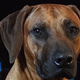 TYRION - Rhodesian Ridgeback