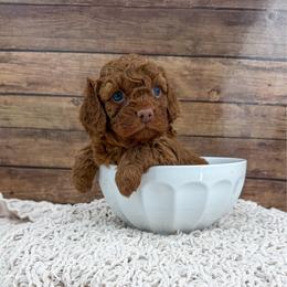 Rue - Red female Cockapoo puppy in Beresford, South Dakota from DAKOTA DOOD RANCH