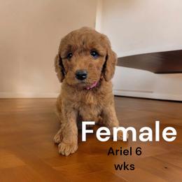 Goldendoodle Puppies from Stacy Warwick