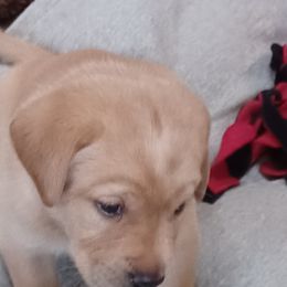 Labrador Retriever Puppies from Rocky Point Labradors