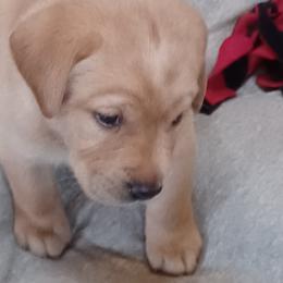 Labrador Retriever Puppies from Rocky Point Labradors