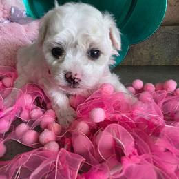 Pink - White male Bichon Frise puppy in Henryville, Indiana from Sweetwaterbichonfriseandpoodles.com
