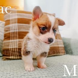 Mac - Red male Pembroke Welsh Corgi puppy in Bend, Oregon from Highland Meadow Corgis