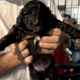Chunker - Black and white male Aussiedoodle puppy in Bradenton, Florida from Pecan Place Aussiedoodles