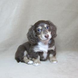 Twix - Chocolate and cream male Dachshund puppy in Pana, Illinois from Doxie Waggin Tails