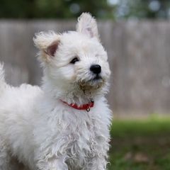 Pumik from Calypso Pumi