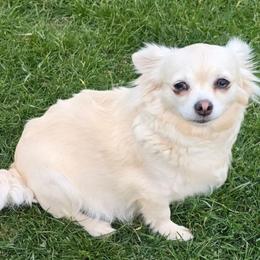 Petunia - Chihuahua
