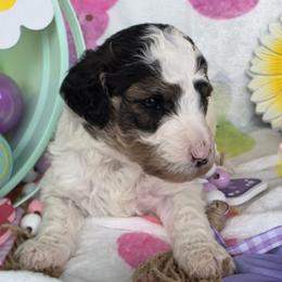 Raine, White with black and brown patches phantom parti girl - Parti female Goldendoodle puppy in Freedom, New York from Samantha's Goldendoodles