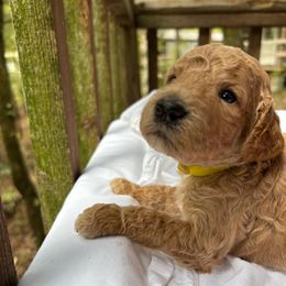 Sabrina - Caramel female Labradoodle puppy in Watertown, Tennessee from PawfectBud