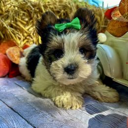 Dexter - Black tan and white male Biewer Terrier puppy in Winslow, Arkansas from Morning Glory Puppies