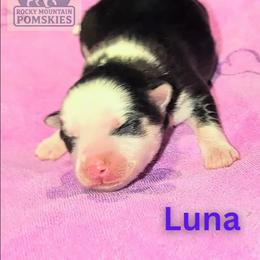 Luna - Black and white female Pomsky puppy in Kittredge, Colorado from Rocky Mountain Pomskies
