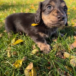 Boy 3 - Black and tan male Dachshund puppy in Terreton, Idaho from BM Mini Doxies