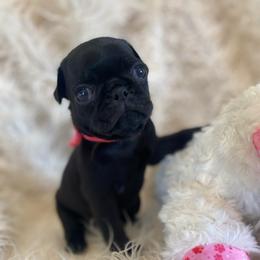 WEDNESDAY CAMILLE Black girl 1 - Black female Pug puppy in Onalaska, Washington from Cupid’s Pugs