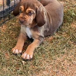 Bloodhound Puppies from Tamaron Ranch Bloodhounds