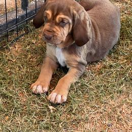 Bloodhound Puppies from Tamaron Ranch Bloodhounds