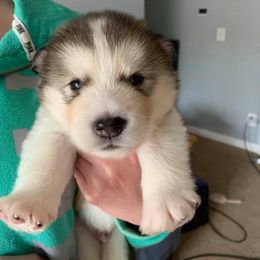 Alaskan Malamute Puppies from Sigma Alaskan Malamutes